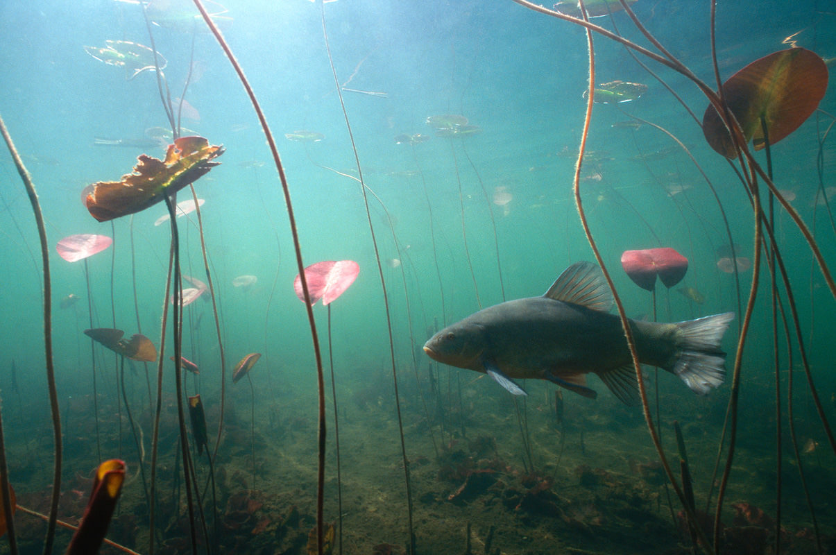 Организмы живущие в озере. Рыбы под водой. Водная среда обитания. Речное дно. Подводный мир реки.