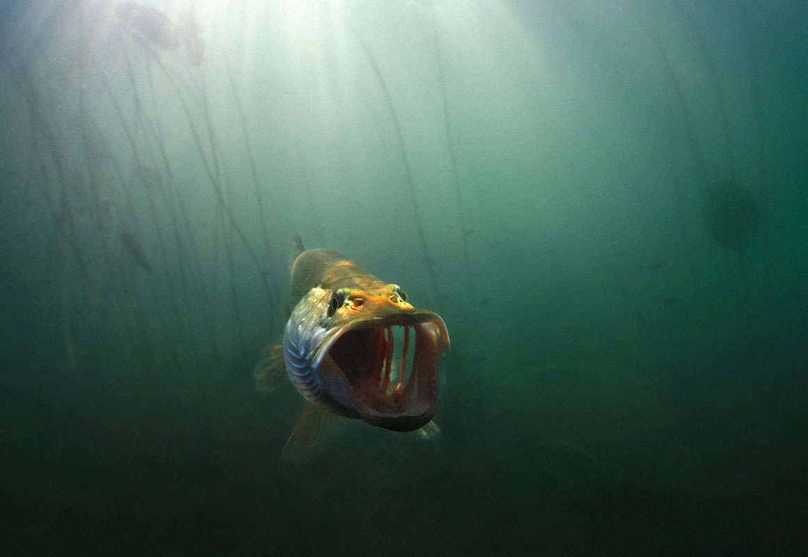 Как видит щука. Щука под водой. Окунь под водой. Рыба в воде с открытым ртом. Щука под водой фото.