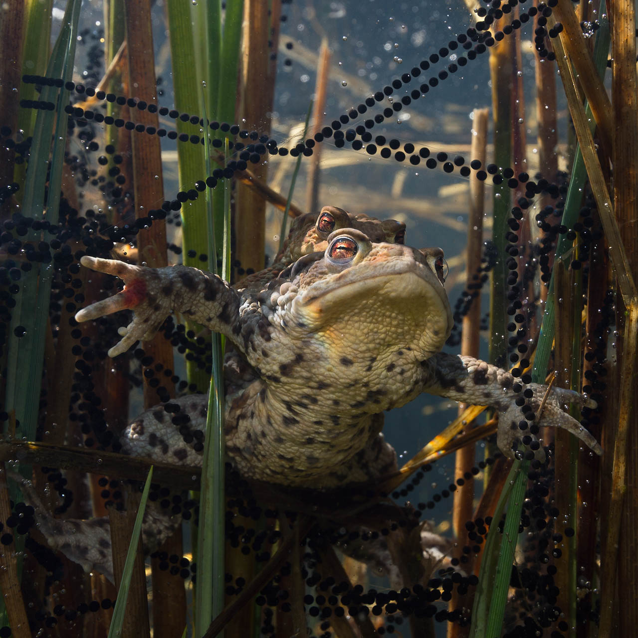 Le crapaud fait le printemps