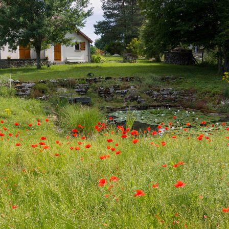 Nous voulons des coquelicots !!!