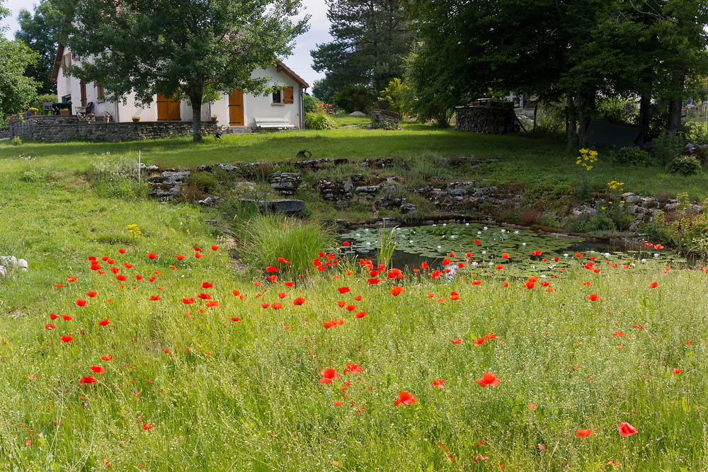 Nous voulons des coquelicots !!!